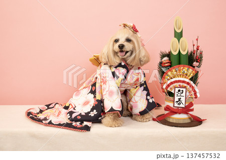 ピンクバックと門松と晴れ着を着たマルプーのパンナ ピンクバックと門松と晴れ着を着たマルプーのパンナ 137457532