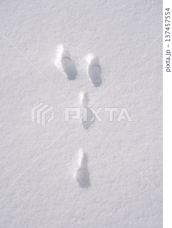 Hare tracks in fresh snow, close up 137457554