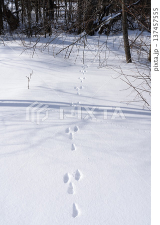 Hare tracks in snow leading to winter forest 137457555