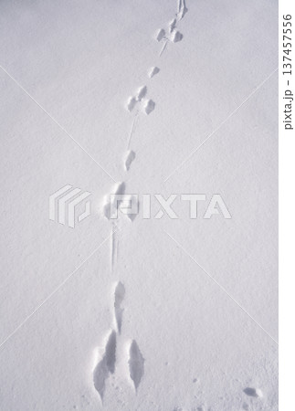 Pattern of hare tracks on pristine snow cover 137457556