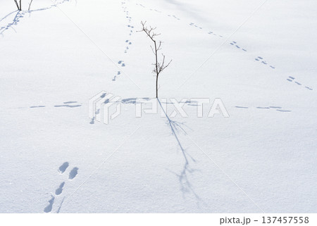 Snow-covered field with lone tree and hare tracks, winter nature 137457558