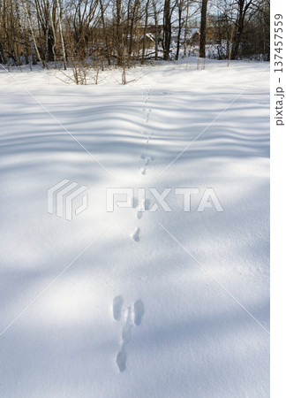 Hare paw prints on fresh snow, winter nature 137457559