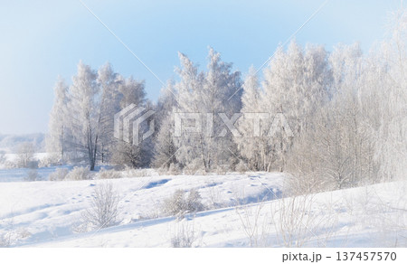 Trees in thick frost on a snowy hill, winter landscape 137457570