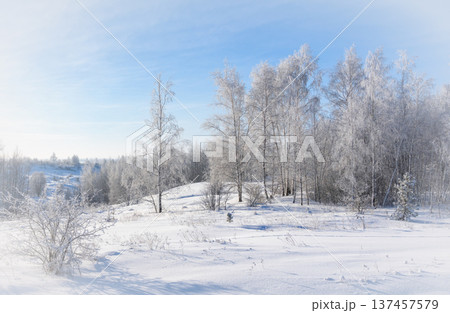 Frosty morning, beautiful trees in snow and frost Frosty morning, beautiful trees in snow and frost 137457579