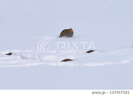 Partridges resting on a snowy field 137457581
