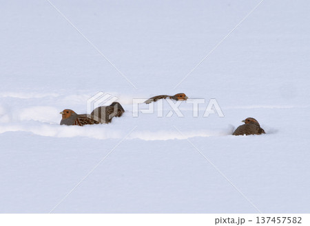 Grey partridges in deep snow 137457582