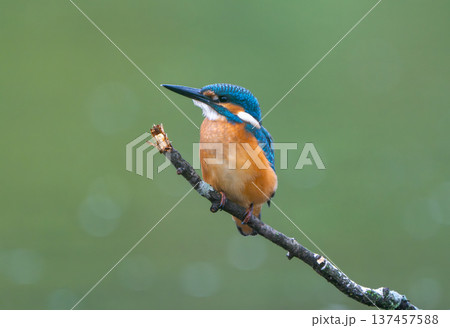 Vibrant kingfisher bird waiting for fish on a mossy twig Vibrant kingfisher bird waiting for fish on a mossy twig 137457588
