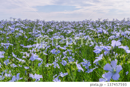 Blooming blue flax field under a summer sky 137457593
