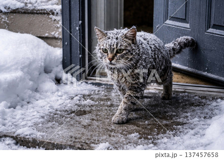 A cat covered in snow leaves the house in winter. 137457658
