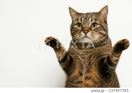A cat with raised paws on a light background. Space for text. 137457765