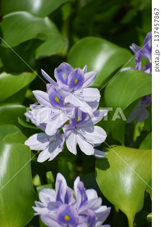 ホテイアオイの花 ホテイアオイの花 137457867