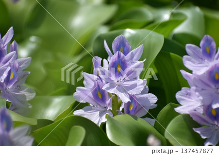ホテイアオイの花 ホテイアオイの花 137457877