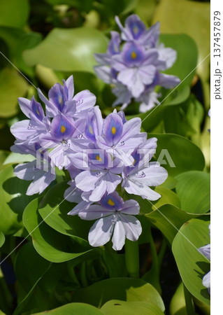 ホテイアオイの花 ホテイアオイの花 137457879