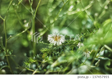 草むらの中に咲く小さな白い野の花 137457955