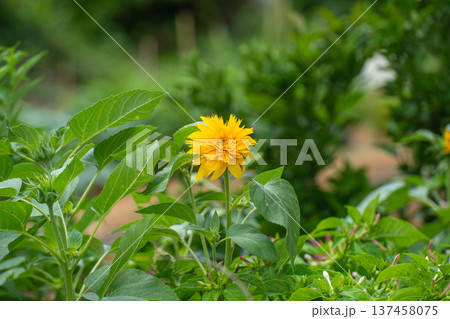 八重咲のヒマワリ 137458075