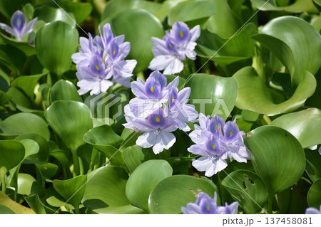 ホテイアオイの花 ホテイアオイの花 137458081