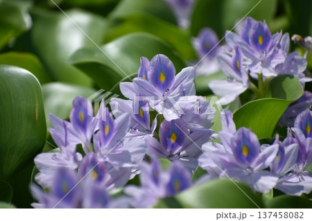 ホテイアオイの花 ホテイアオイの花 137458082
