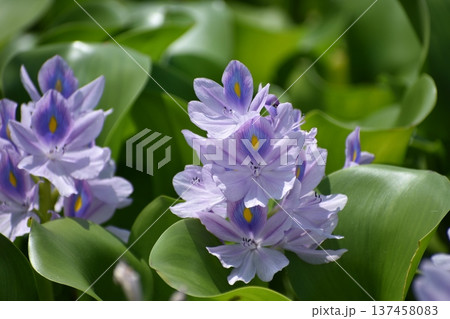 ホテイアオイの花 ホテイアオイの花 137458083