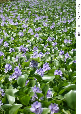 ホテイアオイの花 ホテイアオイの花 137458085