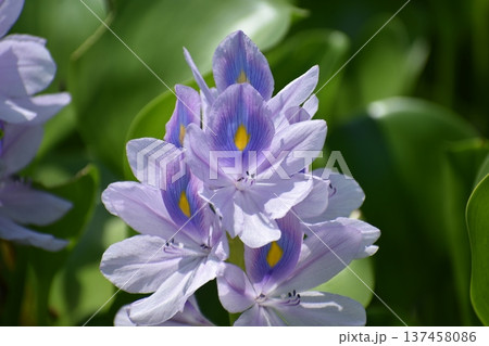 ホテイアオイの花 ホテイアオイの花 137458086
