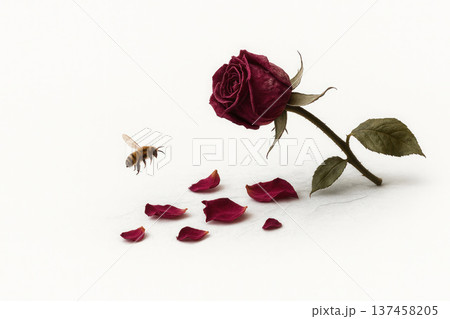 A bee flying to a fading rose with fallen petals. Space for text. 137458205
