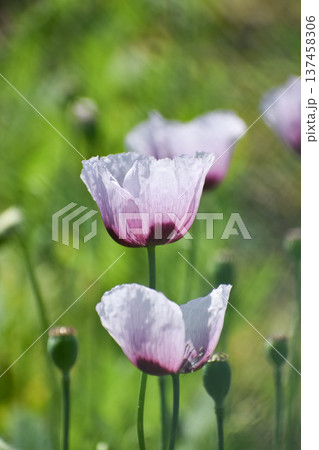 アツミゲシの花 アツミゲシの花 137458306