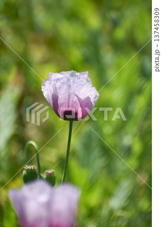 アツミゲシの花 アツミゲシの花 137458309