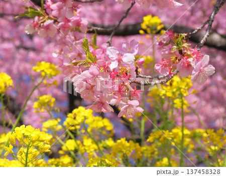 箕郷梅林の河津桜と菜の花 137458328