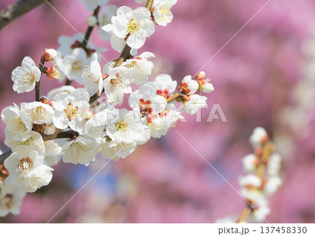 箕郷梅林の白梅と河津桜 箕郷梅林の白梅と河津桜 137458330