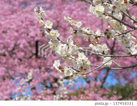 箕郷梅林の白梅と河津桜2 箕郷梅林の白梅と河津桜2 137458331