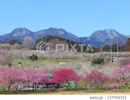 箕郷梅林(善地会場)1 137458332