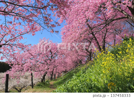 箕郷梅林(善地会場)3 箕郷梅林(善地会場)3 137458333