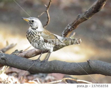 迷鳥「ノハラツグミ」 迷鳥「ノハラツグミ」 137458358
