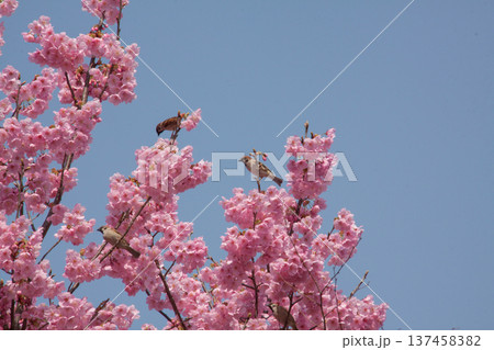 青空とヨウコウザクラの花に集まるスズメ 春の自然風景 137458382