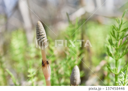 春の風物詩、つくし 137458446
