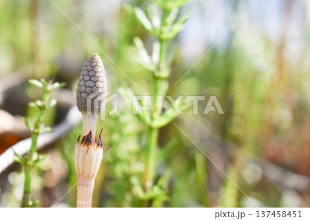 春の風物詩、つくし 137458451