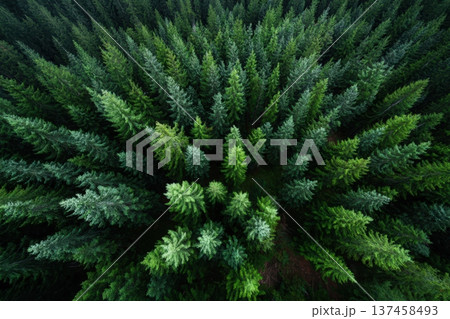 Dense evergreen trees from an aerial view 137458493