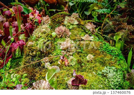 Tropical forest with carnivorous plants 137460076