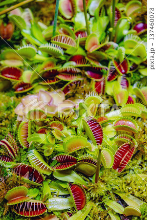 Tropical forest with carnivorous plants Tropical forest with carnivorous plants 137460078