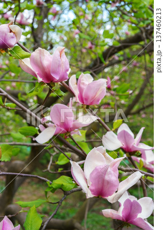 Pink magnolia soulangeana flower blooming on tree branch in spring garden background 137460213