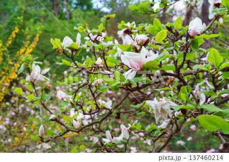 Pink magnolia soulangeana flower blooming on tree branch in spring garden background 137460214