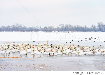 Large bird family, flock of white mute swans swimming together on icy winter lake, wildlife scene 137460252