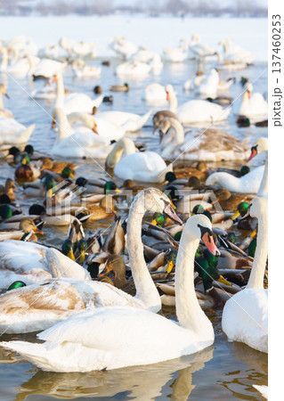 White swans and ducks swimming on winter lake with icy water. Migration and natural animal behavior White swans and ducks swimming on winter lake with icy water. Migration and natural animal behavior 137460253