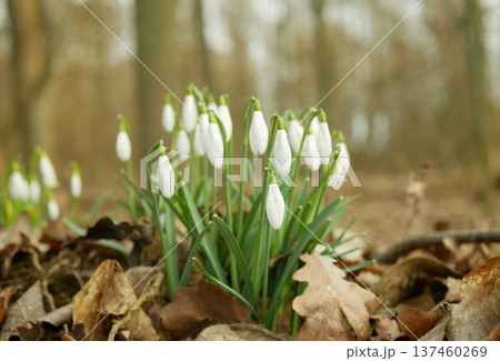 Bouquet of snowdrops Galanthus nivalis plant common flower iconic beautiful delicate surrounded by dried brown leaves in the forest garden first bulbs bloom in late winter to spring close-up picture 137460269
