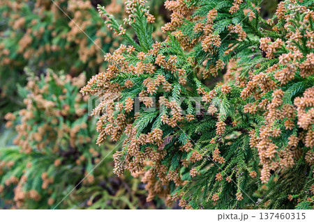 スギ　杉の花　花粉 137460315