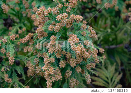 スギ　杉の花　花粉 137460316