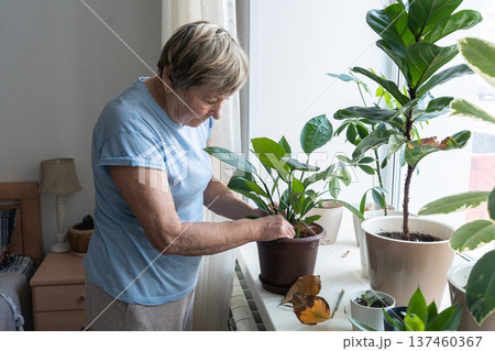 Senior woman inspecting an indoor plant on a windowsill, carefully removing a dry leaf. Home gardening hobby. Authentic moment. Green lifestyle, slow living, indoor gardening 137460367
