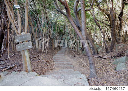 高知県土佐清水市 龍宮神社参道 高知県土佐清水市 龍宮神社参道 137460487