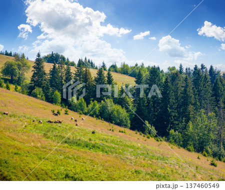 coniferous forest on the steep hillside meadow in summer. carpathian mountain landscape of ukraine. beautiful nature scenery on a sunny day. green environment open vista with fir trees near pasture 137460549
