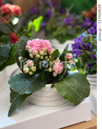 Pink kalanchoe plant with blooming flowers in a decorative ceramic pot on a store display. Home gardening inspiration, indoor plant decoration, botanical hobby and seasonal spring floral beauty. Pink kalanchoe plant with blooming flowers in a decorative ceramic pot on a store display. Home gardening inspiration, indoor plant decoration, botanical hobby and seasonal spring floral beauty. 137460626